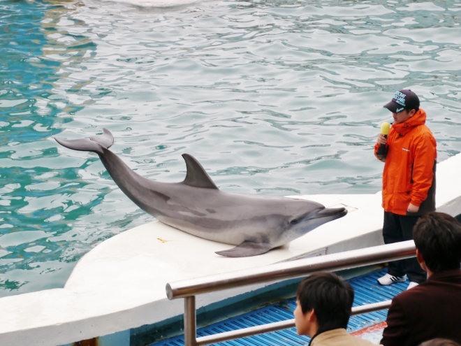 海豚劇場不僅具有育樂效果，還會介紹海豚、海獅的生理特徵，增進遊客對這些保育動物的了解，具有教育意義~
